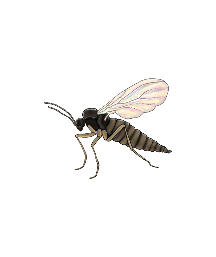 Sciarid fly Bradysia paupera Adult stage