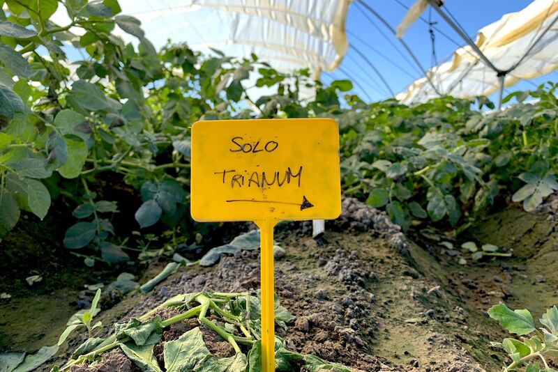 Cartel que señala el uso de Trianum en un cultivo de patata en Sevilla.