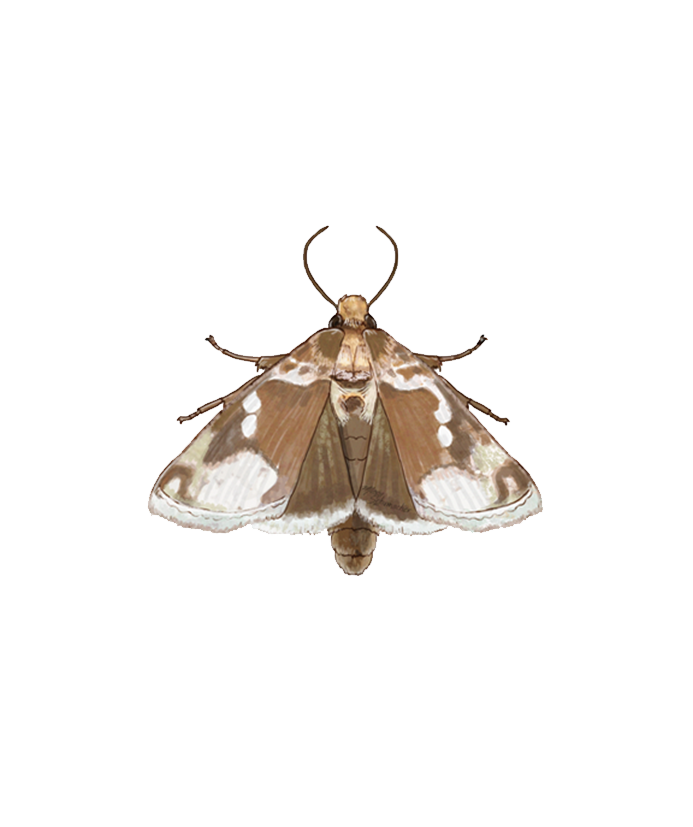 Golden twin-spot moth Chrysodeixis chalcites Adult stage illustratrion