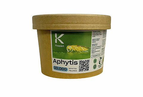 Aphytis