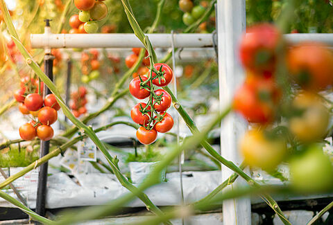 Tomate