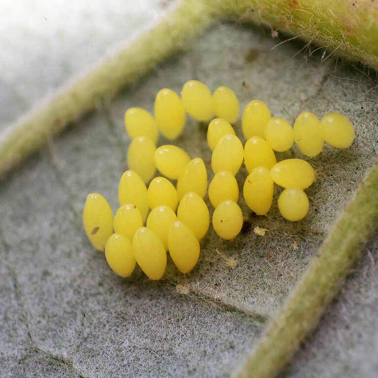 Adalia bipunctata fase Del Huevo
