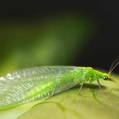 Chrysoperla carnea estado adulto