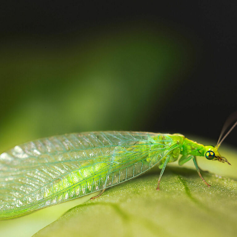 Chrysoperla carnea estado adulto