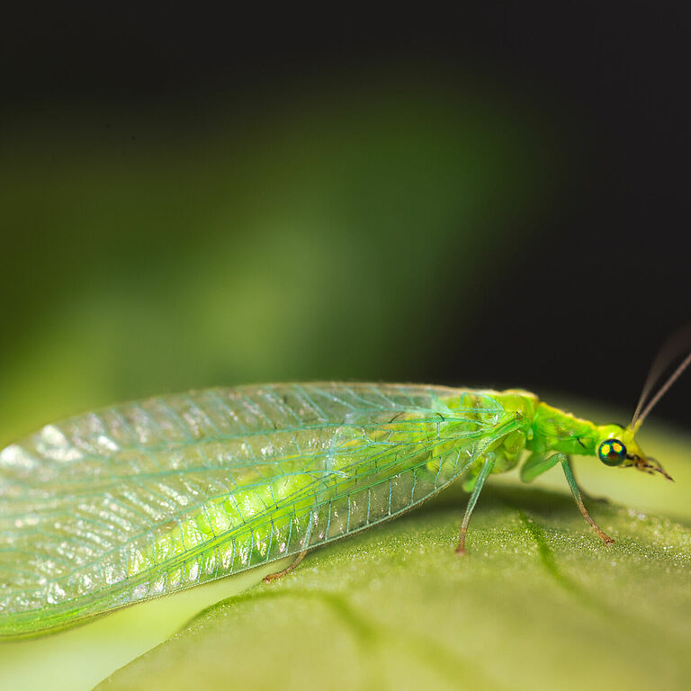Chrysoperla carnea estado adulto
