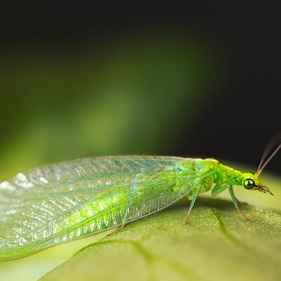 Chrysoperla carnea estado adulto