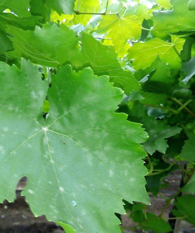 Powdery mildew on grapevine leaves. White, powdery spots on the leaf surface.
