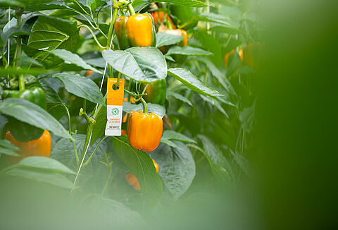 Medidas preventivas contra las alergias de los productos