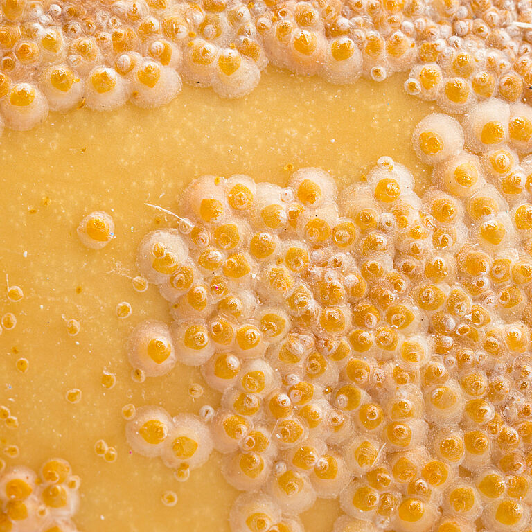 Oleander scale Aspidiotus nerii