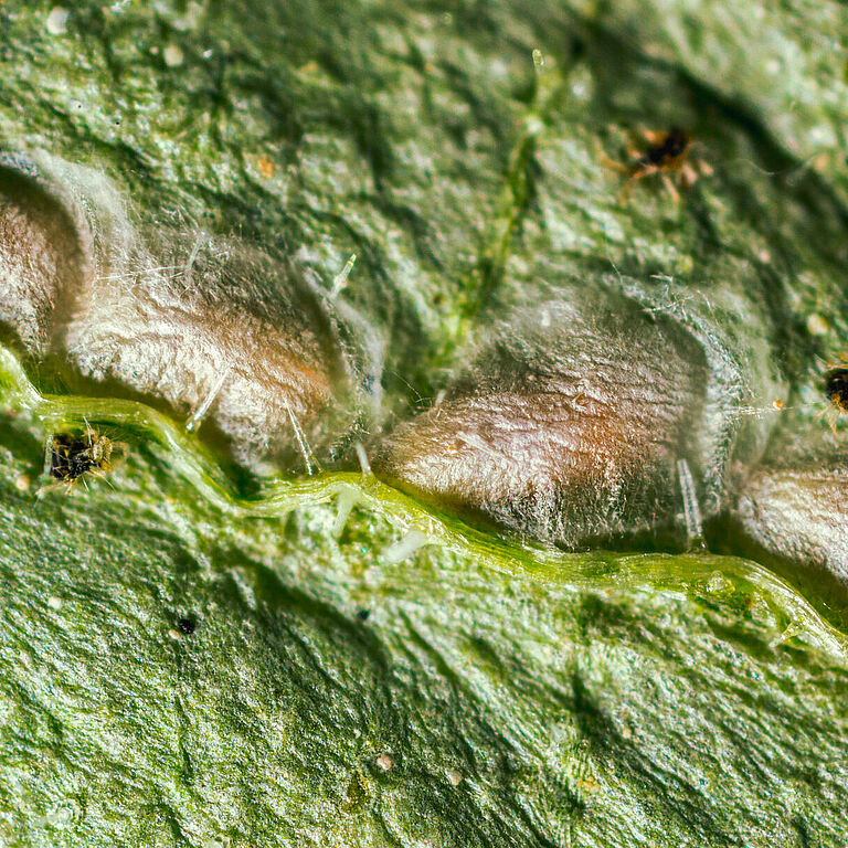 Feltiella acarisuga en estadio de pupa