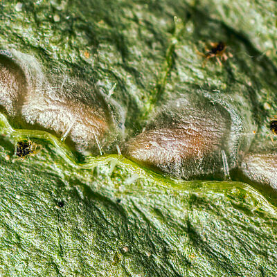 Feltiella acarisuga en estadio de pupa