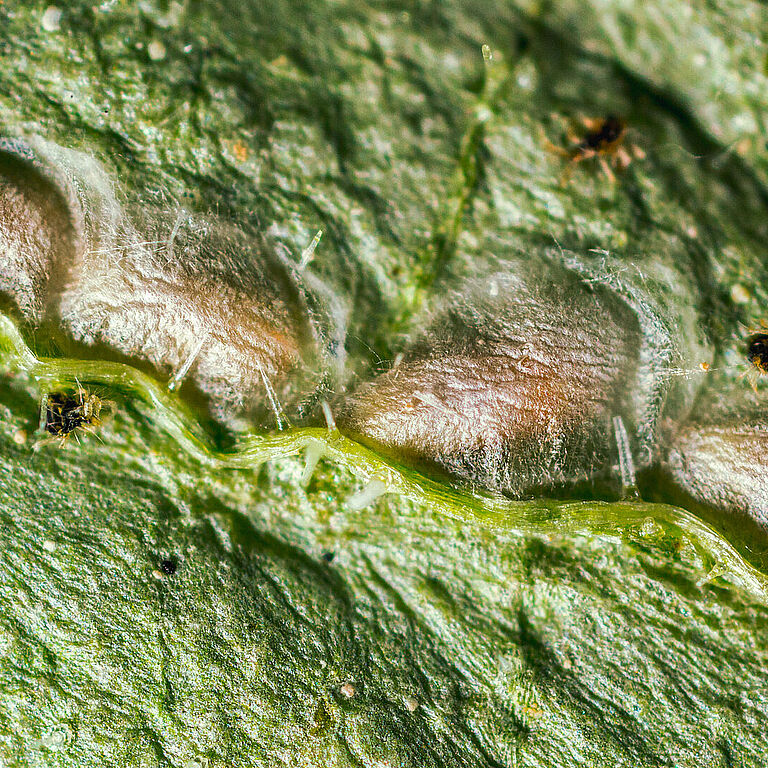Feltiella acarisuga en estadio de pupa