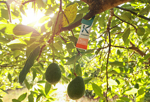 La revolución Swirski-Mite: un cambio en el control de plagas