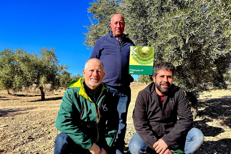 Productor de aceituna con técnicos de Koppert muestra una caja de Trianum en su finca de olivos en Jaén