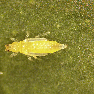 Thrips Parvispinus Pupa