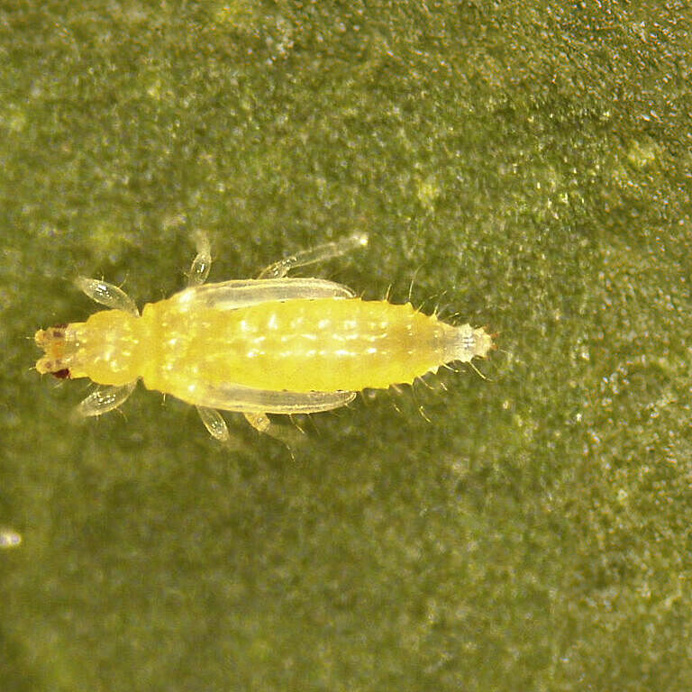 Thrips Parvispinus Pupa