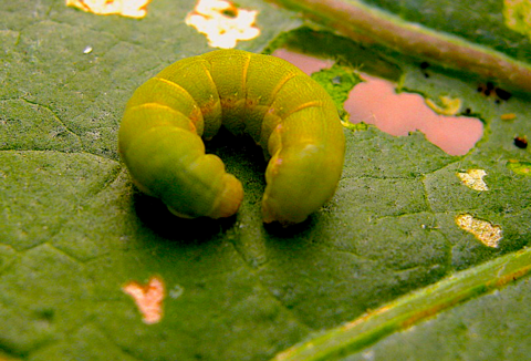 Capsanem® consigue un 80% de mortalidad en la oruga del pimiento