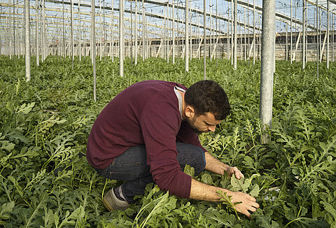 Koppert recomienda el uso de abejorros para mejorar la polinización de melón y sandía en invernadero