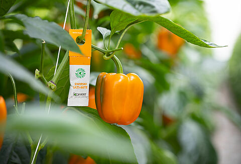 La buena instalación del ‘swirski’ frena a la araña roja en los invernaderos de pimiento