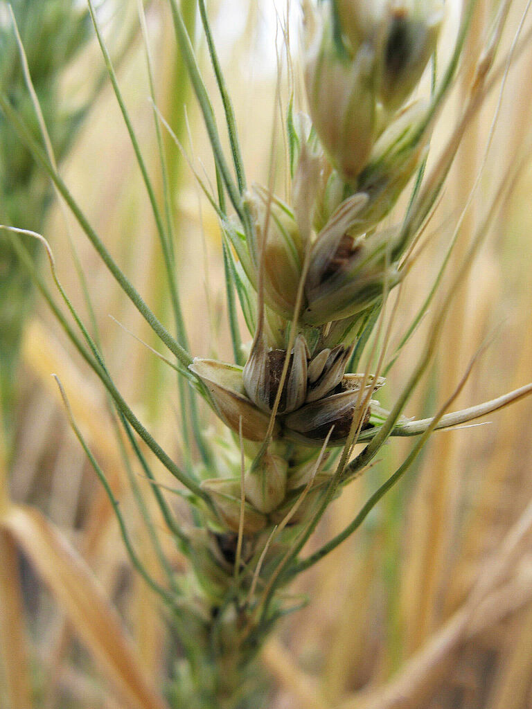 Dwarf bunt of wheat Tilletia controversa 1 Mary Burrows Montana Sate University