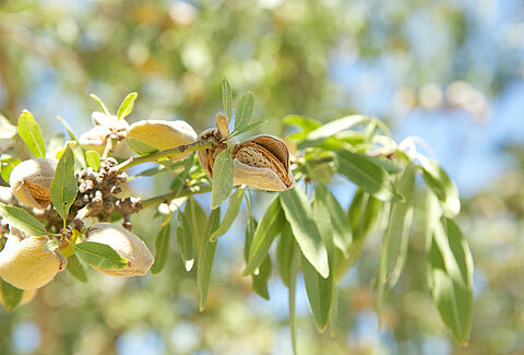 Almendra