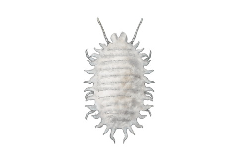 Cochinillas y diaspinos