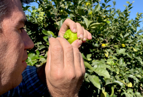 Koppert desarrolla nuevas herramientas para reforzar el control biológico en cítricos