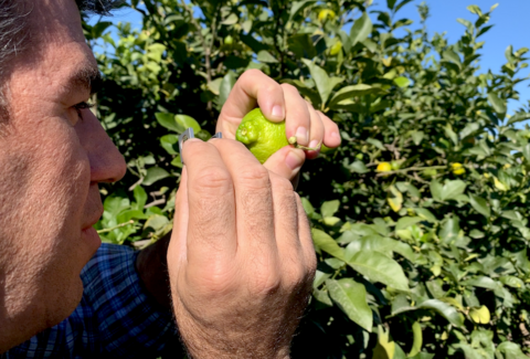 Koppert desarrolla nuevas herramientas para reforzar el control biológico en cítricos