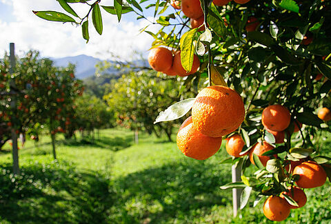 Naranja
