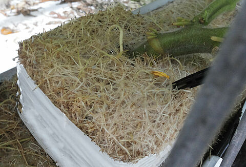 Agalla del cuello, Agalla de la corona