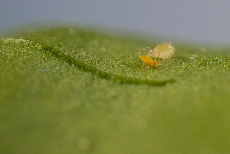 Ácaro depredador Amblydromalus limonicus, depredando trips.
