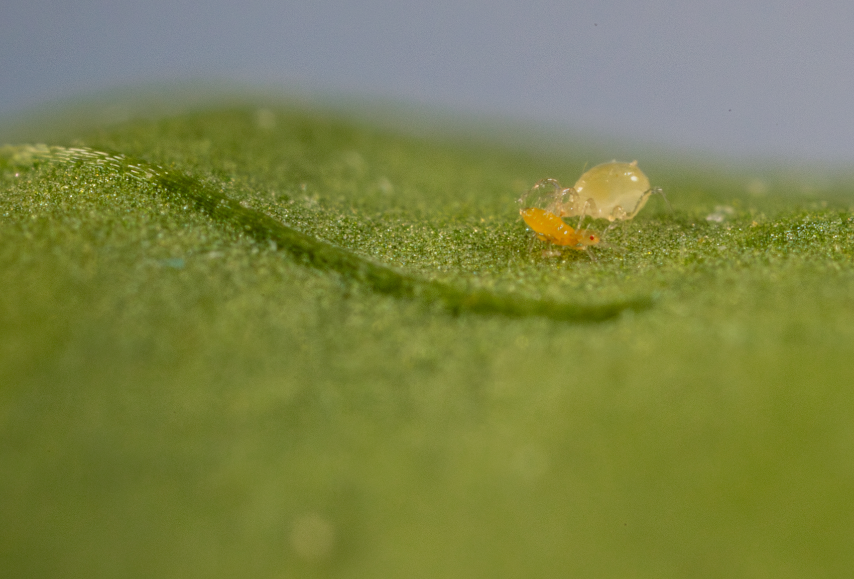 Limonica, el ácaro depredador que lidera el control biológico de trips y mosca blanca en invernadero