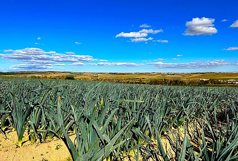 Insecticidas y fungicidas biológicos para el control de plagas en cultivos al aire libre