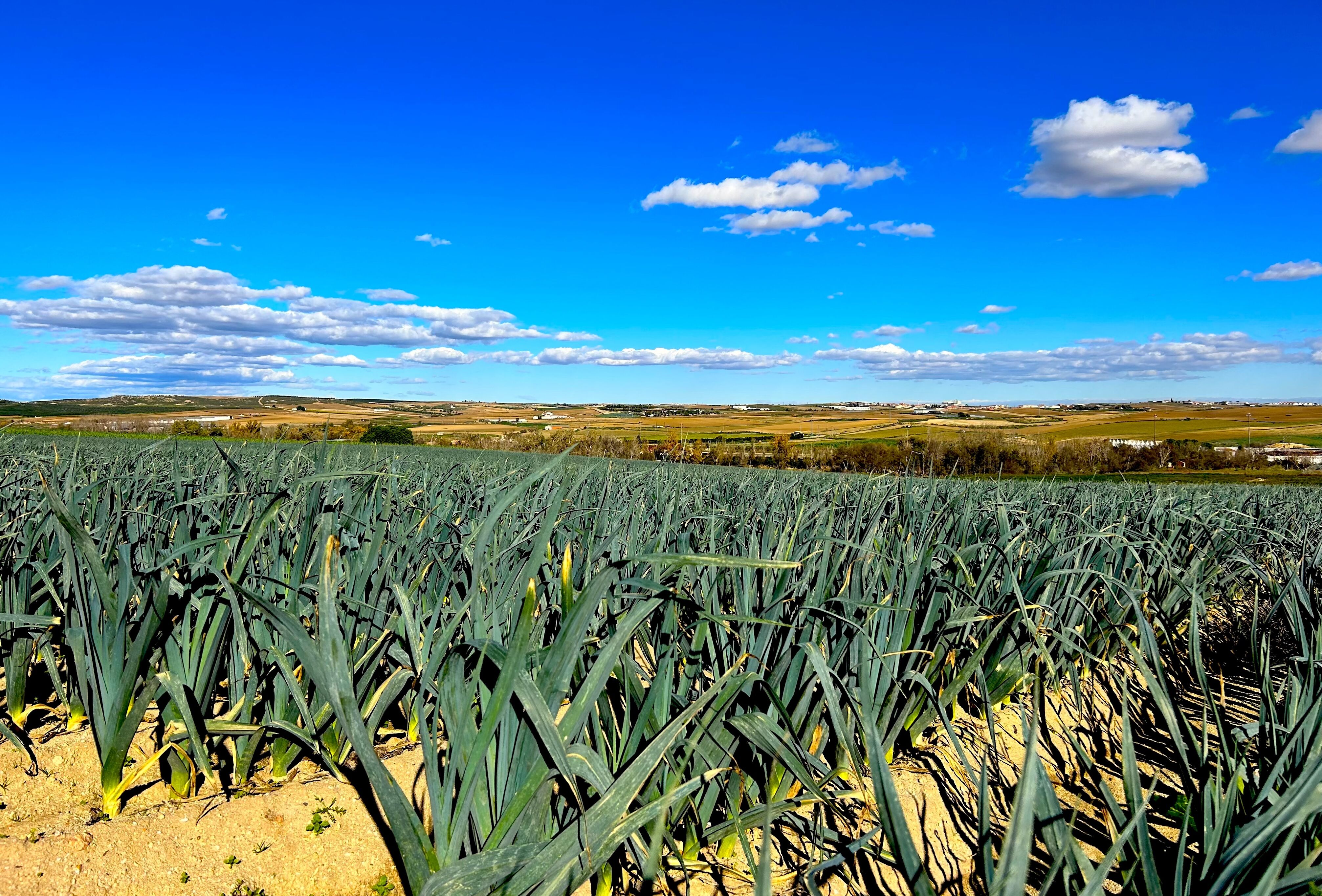 Insecticidas y fungicidas biológicos para el control de plagas en cultivos al aire libre