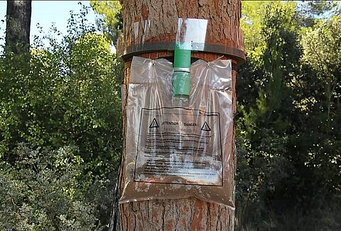 Nueva trampa para controlar eficazmente y sin químicos la presencia de larvas de procesionaria del pino