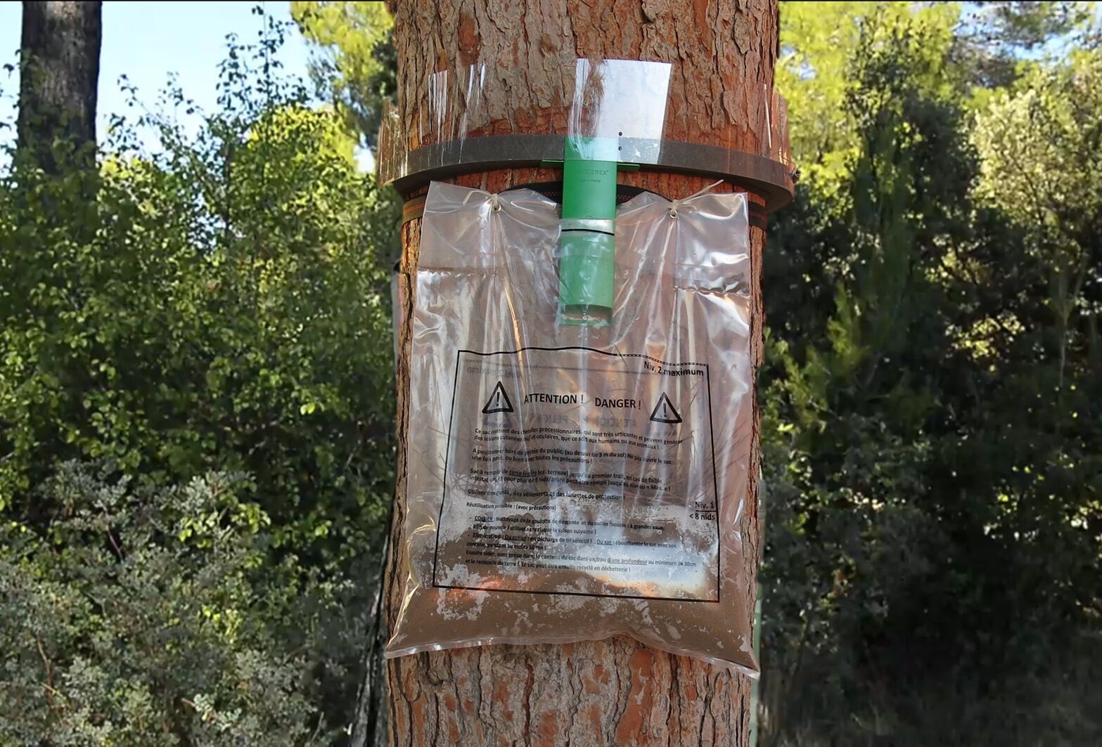 Nueva trampa para controlar eficazmente y sin químicos la presencia de larvas de procesionaria del pino