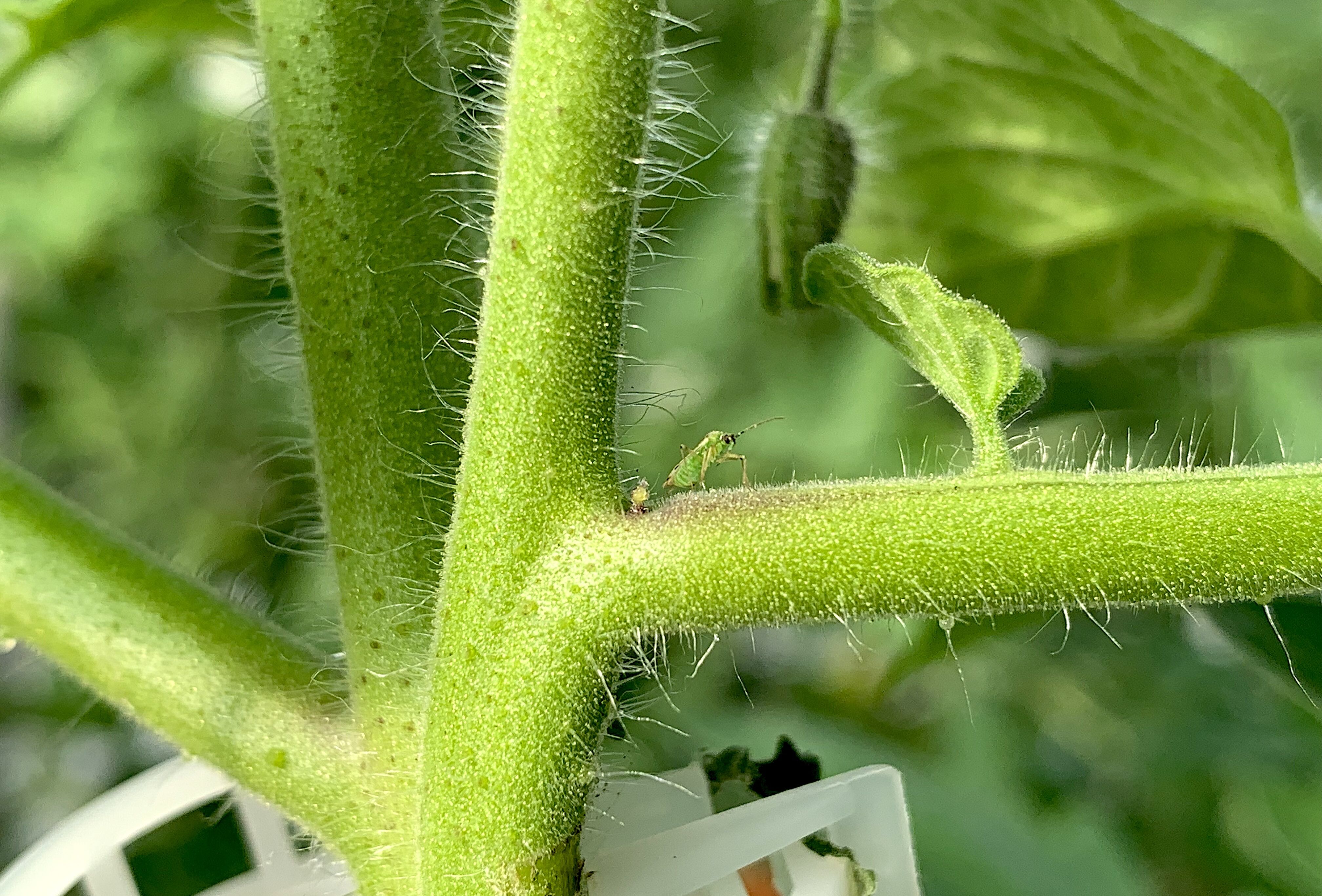 La alimentación de Nesidiocoris en invierno, la mejor prevención contra brotes de Tuta en primavera