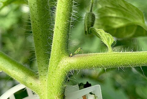 La alimentación de Nesidiocoris en invierno, la mejor prevención contra brotes de Tuta en primavera