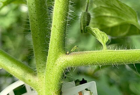 La alimentación de Nesidiocoris en invierno, la mejor prevención contra brotes de Tuta en primavera