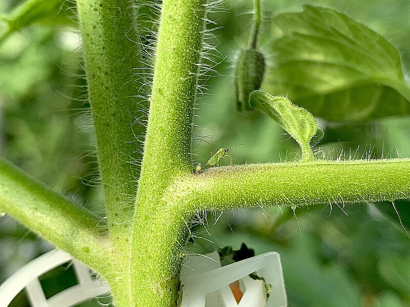 NESIDIOCORIS-TOMATE.jpg