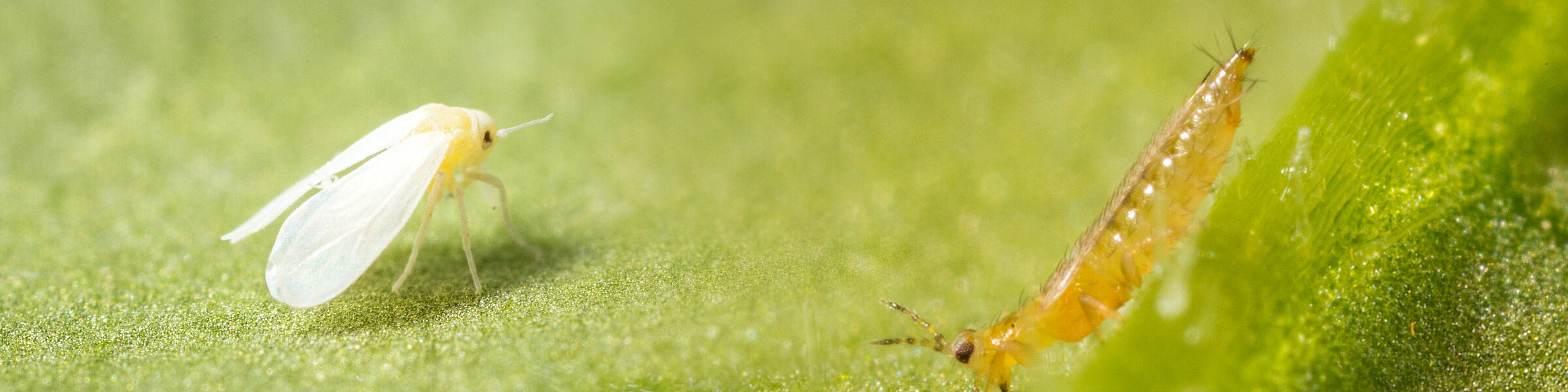 Chrysopa E Ficha Técnica