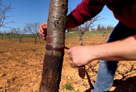 Pegafit® obtiene la certificación para su uso en agricultura ecológica