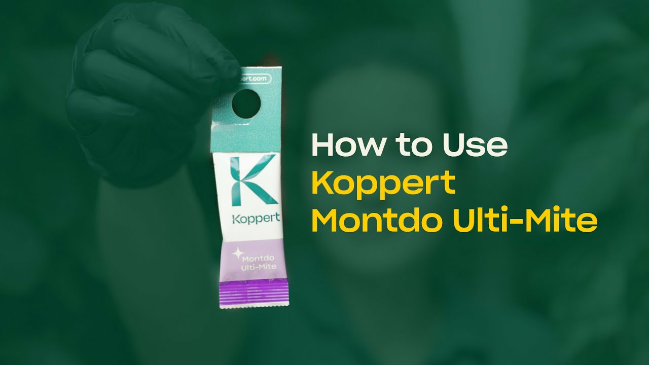 How To Use Montdo Ulti-Mite - Predatory Mites for Thrips & Whitefly Control How To Use Montdo Ulti-Mite - Predatory Mites for Thrips & Whitefly Control