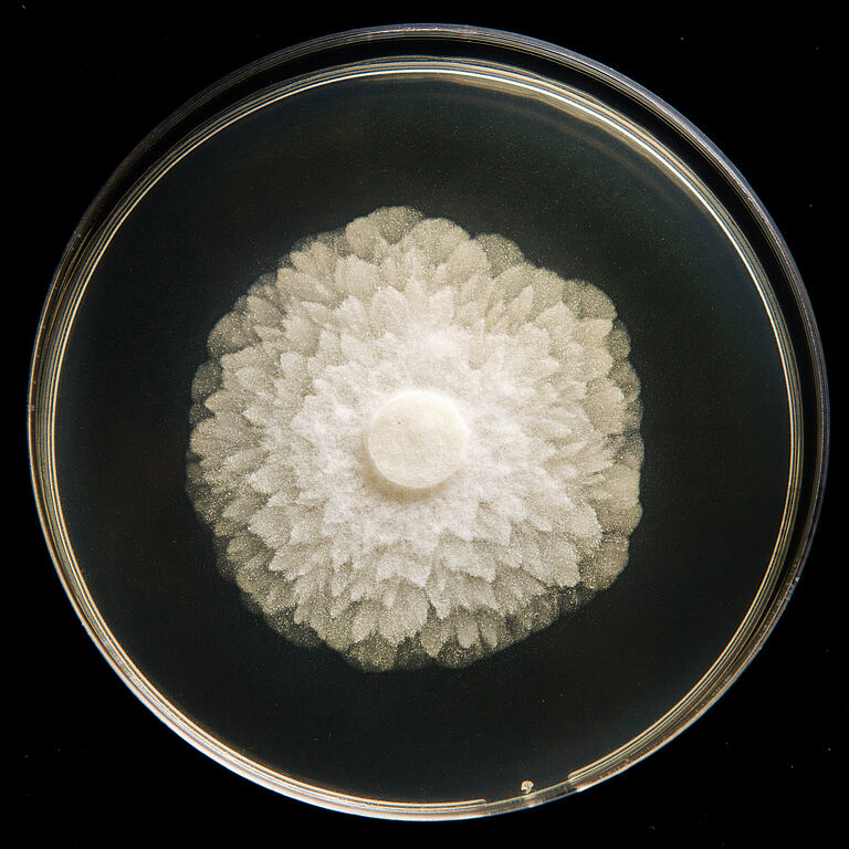 Cucumber seedling infected by Black-leg of seedlings Pythium ultimum