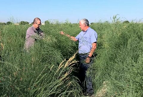 Uso de Casea para un espárrago más sano y seguro
