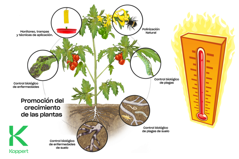 Enfoque integral de control biológico frente a la ola de calor.