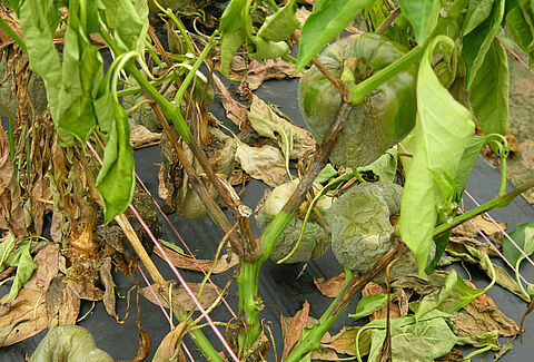 Phytophthora spp.