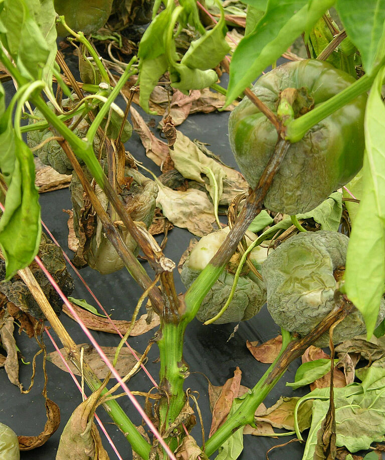 Pepper damage caused by Stem and fruit rot of Capsicum Phytophthora capsici
