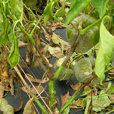 Pepper damage caused by Stem and fruit rot of Capsicum Phytophthora capsici