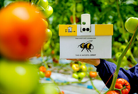 Natupol Sprint: la polinización más rápida con altas temperaturas